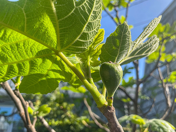 Marie Hershkowitz ~ First Fig of 2025