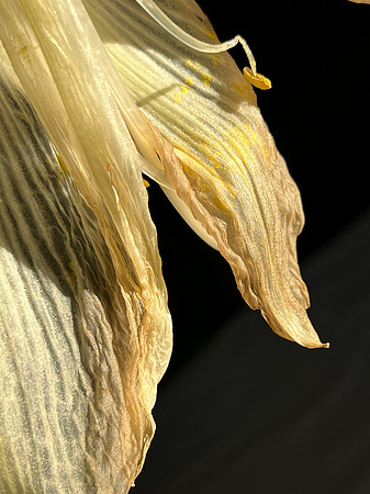 Nancy Sacerdote ~ Amaryllis