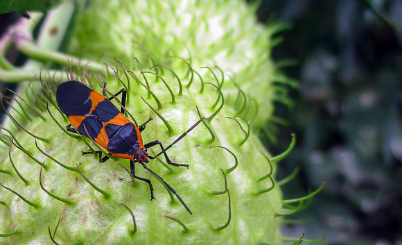 Deborah – Bug