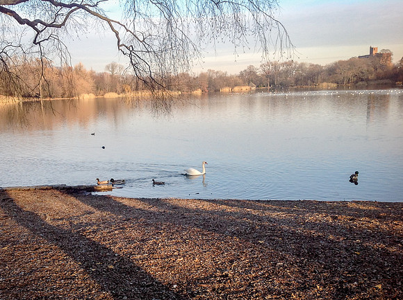 Nazli - Swan in Prospect Park