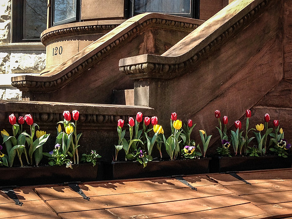 Suzanne - Tulips on Prospect Park West