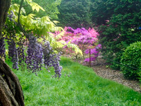 Carol - Azaleas and Wisteria at the Brooklyn Botanical Gardens