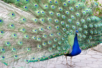 Donna - Looking Fabulous at Prospect Park Zoo