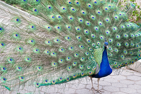 Donna - Looking Fabulous at Prospect Park Zoo