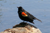 Gertrude - Red-winged Blackbird in Prospect Park
