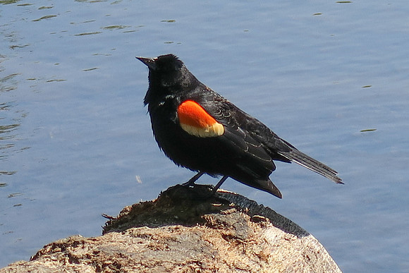 Gertrude - Red-winged Blackbird in Prospect Park