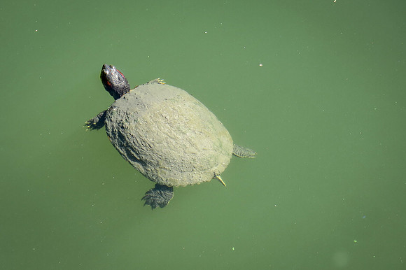 Donna – Afloat in Japanese Garden