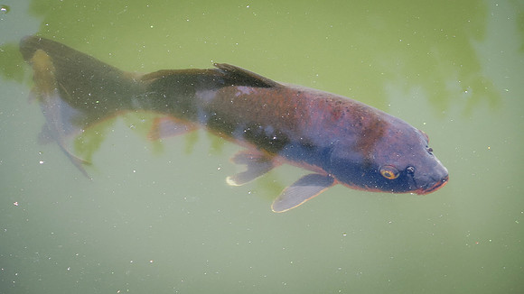 Donna – Fish in Botanic Garden