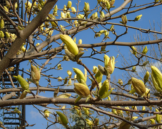 Carol – Spring Buds and Fire Escape