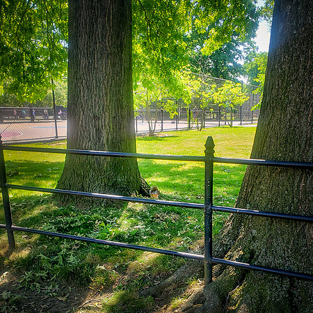 Gwen P. – the squirrel breakfast  in the park
