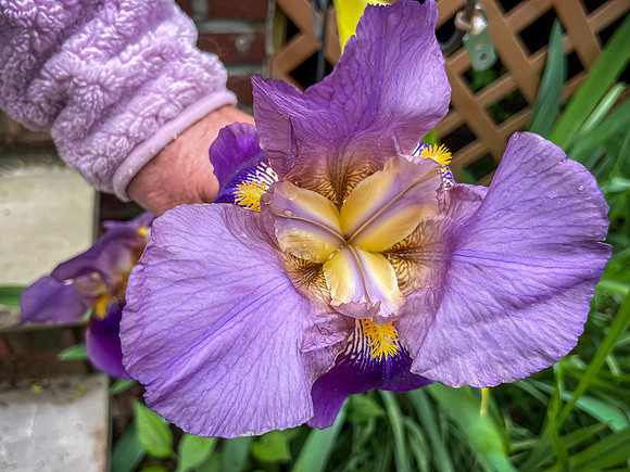 Flavian Hanley – Spring Lavender