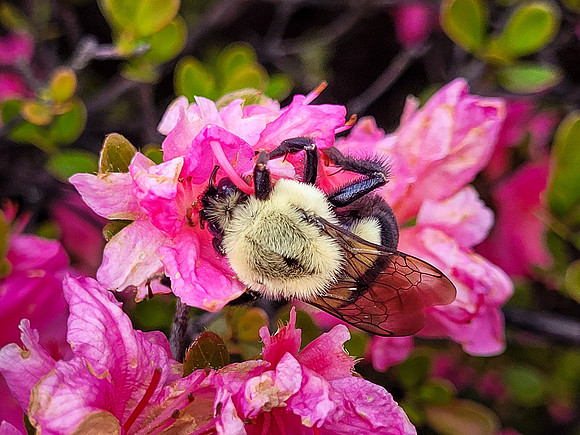 Barbara Valdez – Nectar