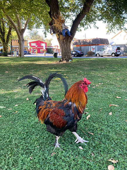 Roger Paul - Fair Oaks Village Roosters-1