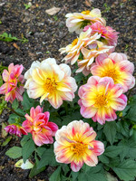 Eleanor Kelly ~ Brooklyn Botanic Gardens - Dahlia