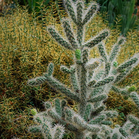Jackie Fields - Prickly
