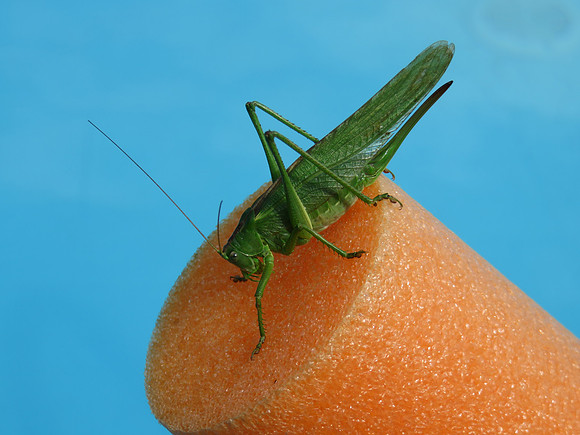 Debbie King - Grasshopper