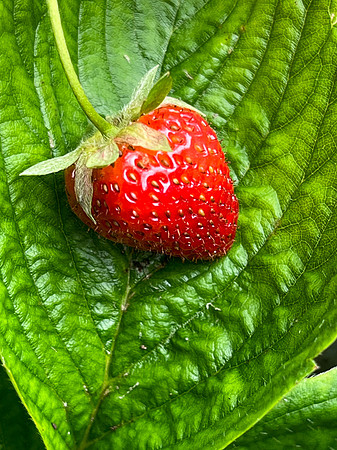 Alan Sacerdote ~ Community Garden