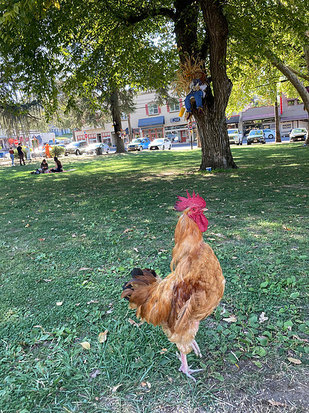 Roger Paul - Fair Oaks Village Roosters-2
