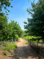 Caren Kramer ~ Trail Next to Salt Marsh Center
