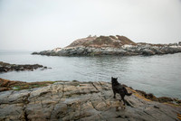 Valparasio y Cachagua (Penguin Island)