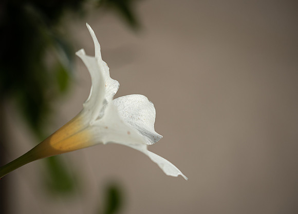 Morton Neikrug - the white flower