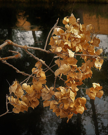Jackie Fields - Seasonal Change