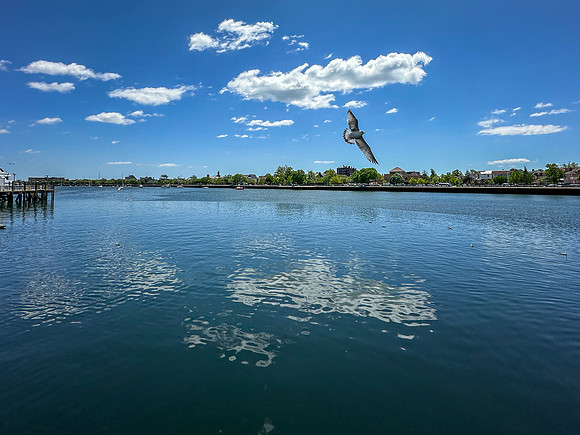 Toni Gerardi-Wofse ~ In Flight